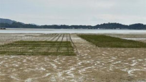 高い海苔と安い海苔の違い,等級,産地,種類,特徴,画像1