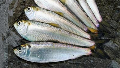 岡山名物,ままかり,旬の時期,由来,食べ方,画像1