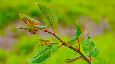 高知県,イタドリ,旬な時期,食べる地域,画像1